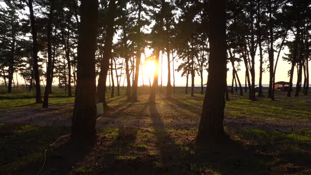 the sunset red through the pine trees 3