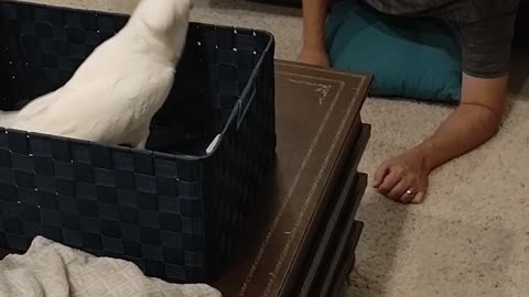 Cockatoo Doesn't Like Cleanliness
