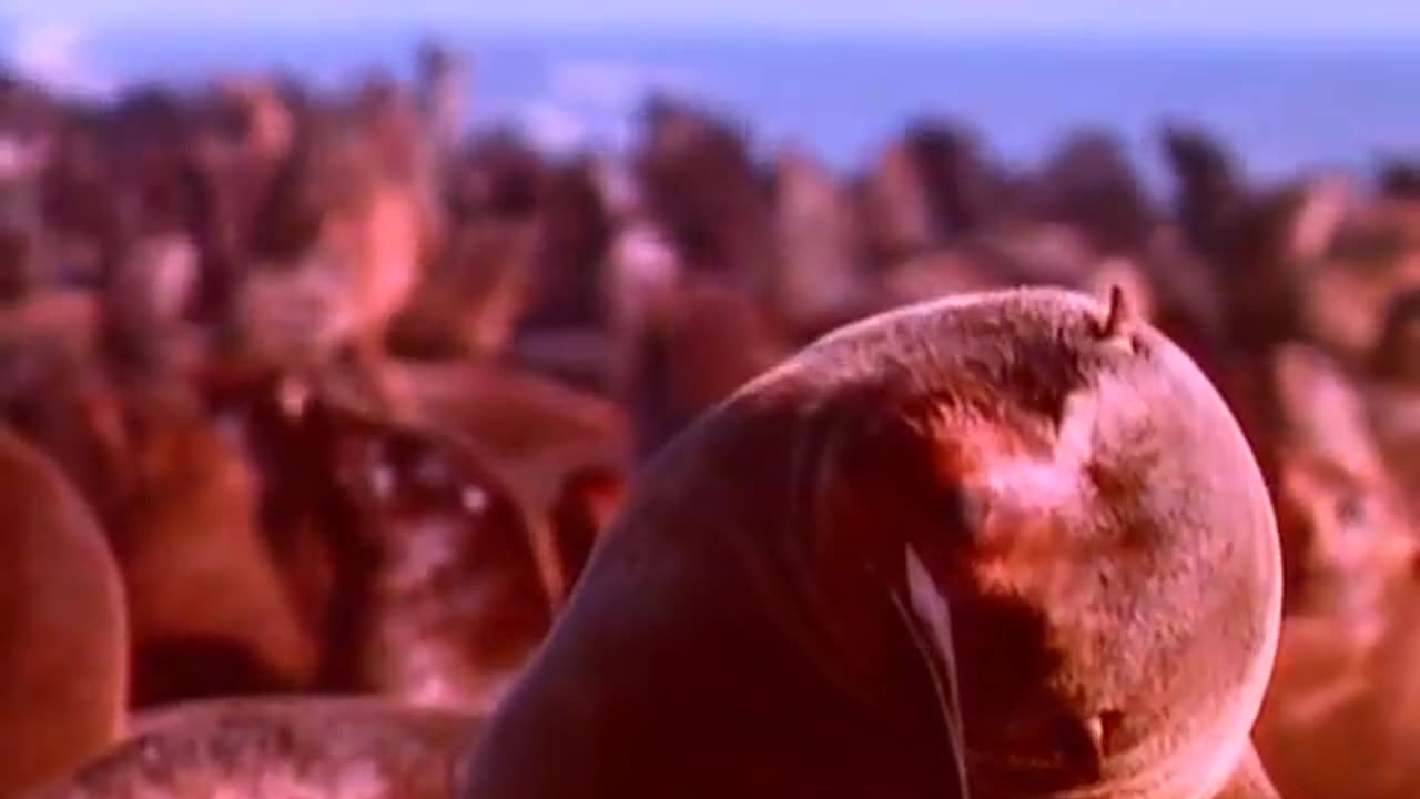 Talk Talk - It's My Life (Official Video)