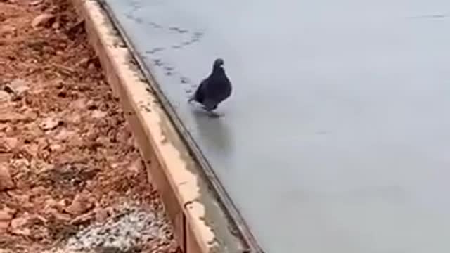 BIRD WALKING ON FRESH CONCRETE ROAD!!!