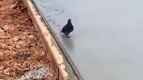 BIRD WALKING ON FRESH CONCRETE ROAD!!!