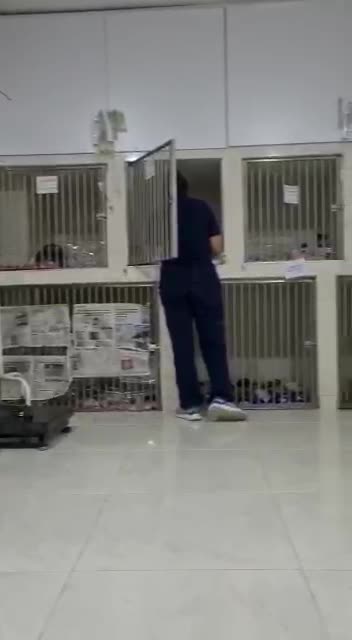 Gatos en Bucaramanga