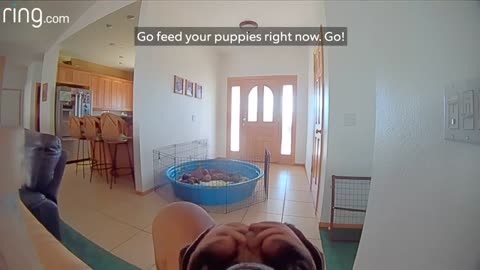 Eva s Humans Called Over The New Mama Via Their Ring Cam To Feed Her Puppies RingTV
