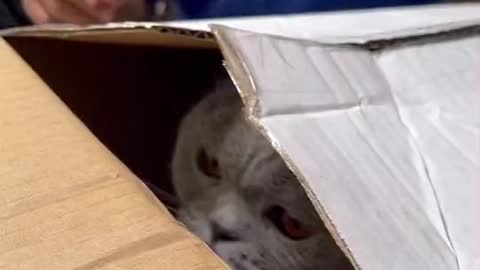 Cat Lovers Funny #12