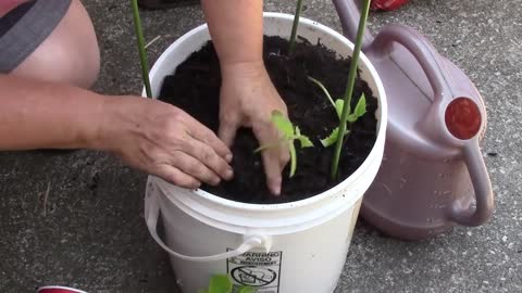 How to grow cucumbers in a bucket....