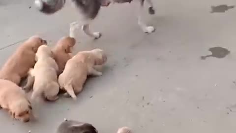 You_laugh,_You_lose_😂_Funniest_Animals_😂_Part_15