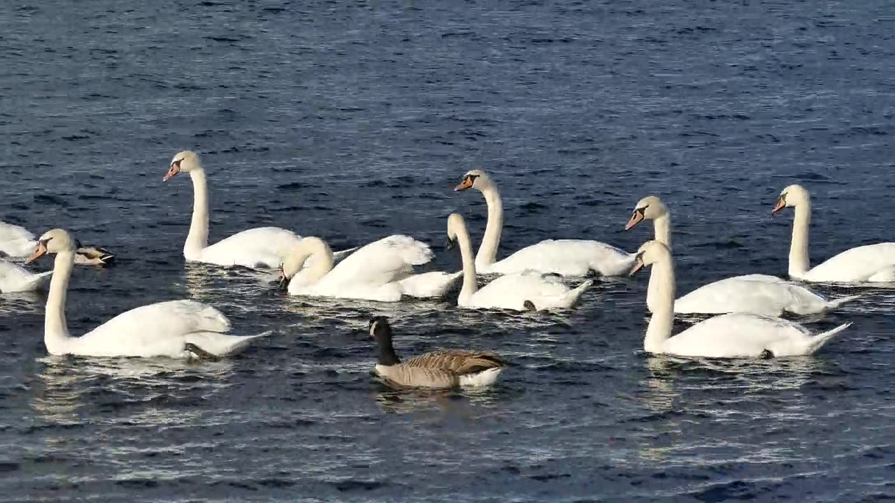 Swans ducks wate