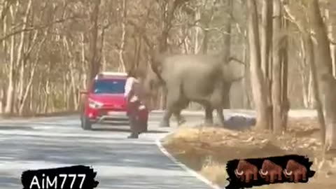 Just miss elephant attack