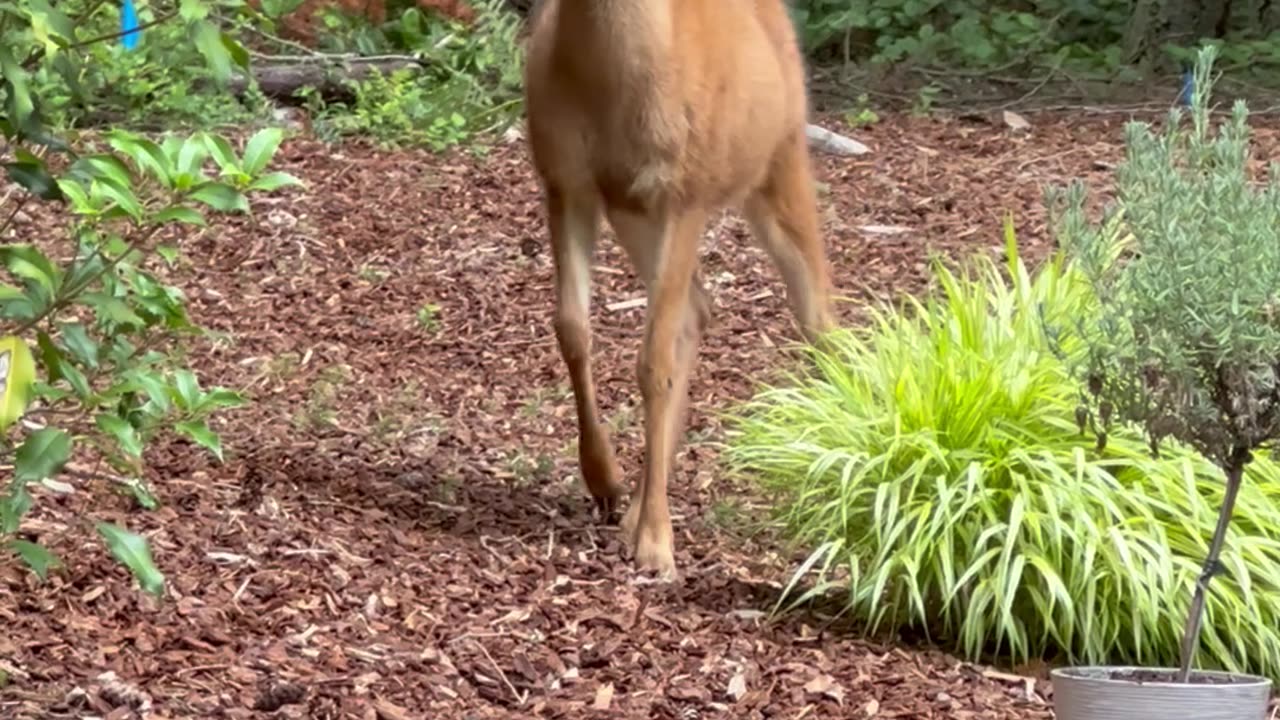 Befriending Orphaned Blacktail Deer and Their Reactions to My Elderly Chihuahua