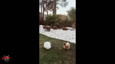 FUNNY ANIMAL VIDEOS - TRY NOT TO LAUGH (BEST OF AUGUST 2021)