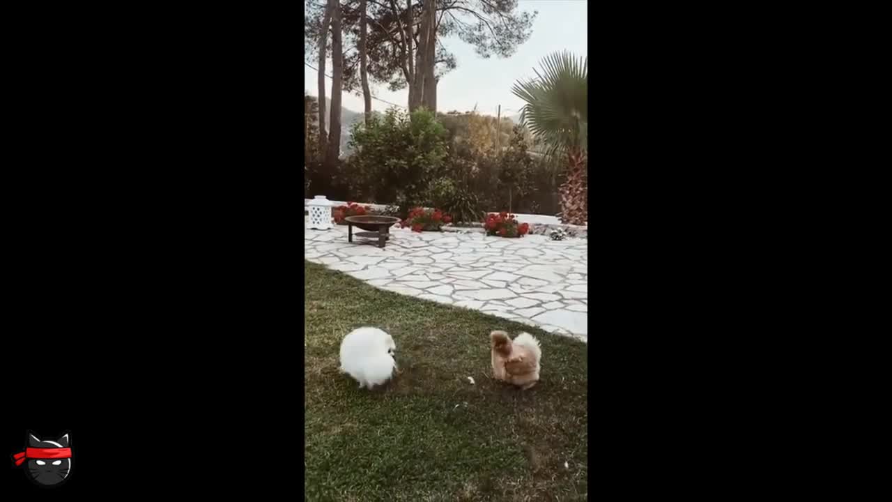 FUNNY ANIMAL VIDEOS - TRY NOT TO LAUGH (BEST OF AUGUST 2021)