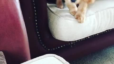 Collab copyright protection - small brown dog jump couch to couch