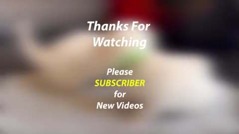 Funny Pets