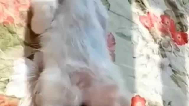CUTE AND FUNNY PET VIDEOS