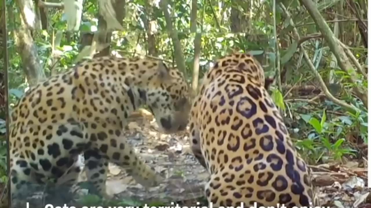 Animals React To Their Own Reflection