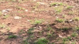Trek MTB riding Spider Mountain