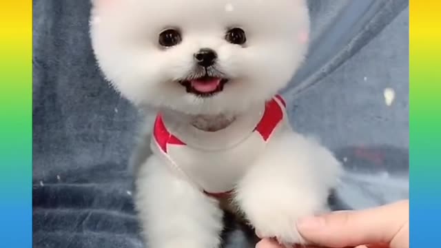 Funny and cute Dog Bathing🐕🐶