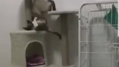 🙏❤🎉🎉🎉🎊🎊🎊️SWEET AND FUNNY PETS SHOTS 🙏❤️❤️🎉🎉🎉🎊🎊🎊