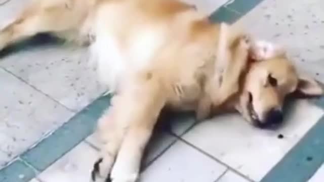 Almost killed a dog