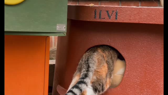 Entering a Cat House#cat