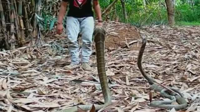 Danger Play With Two Deadly King Cobras -AnimalLover #rumble