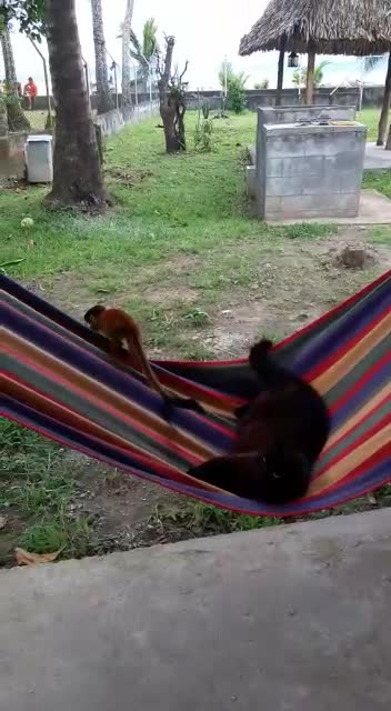 Squirrel Monkey and the Royal Cat on a hammock