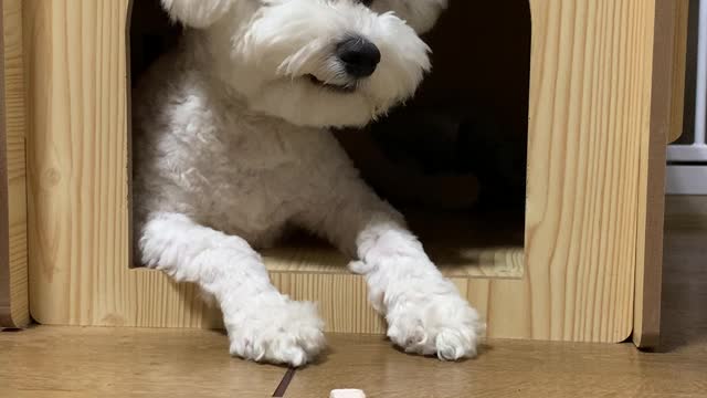 Barley loves snacks! I think barley is the best snack!