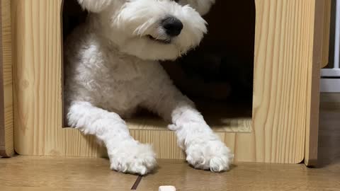 Barley loves snacks! I think barley is the best snack!