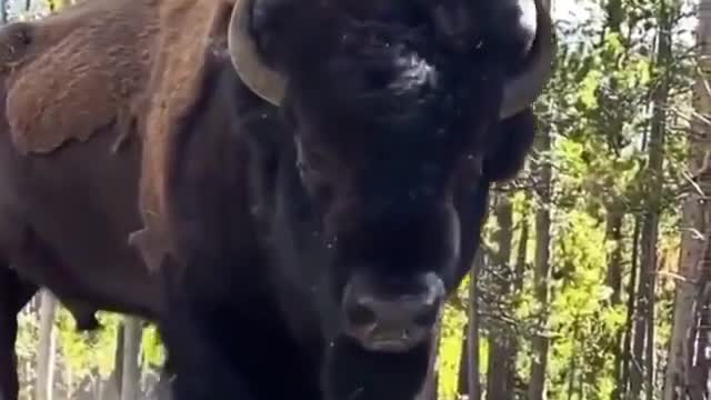 Bison