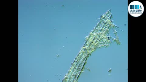 ANALISIS OPTICO DE LIDOCAINA EPINEFRINA NORMON