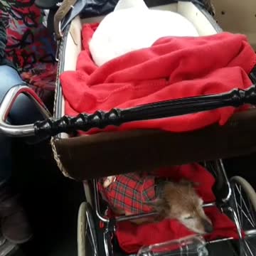 Goose and small dog sleep on baby stroller on subway