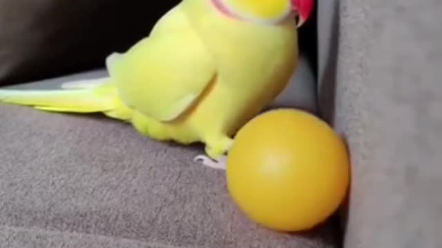 So Smart Parrot