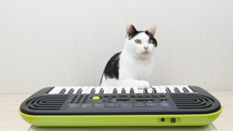 Cats Ready Play to Piano - Funny Pet Reaction