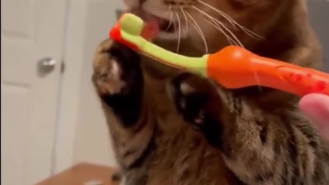 funny cat videos