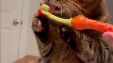 funny cat videos