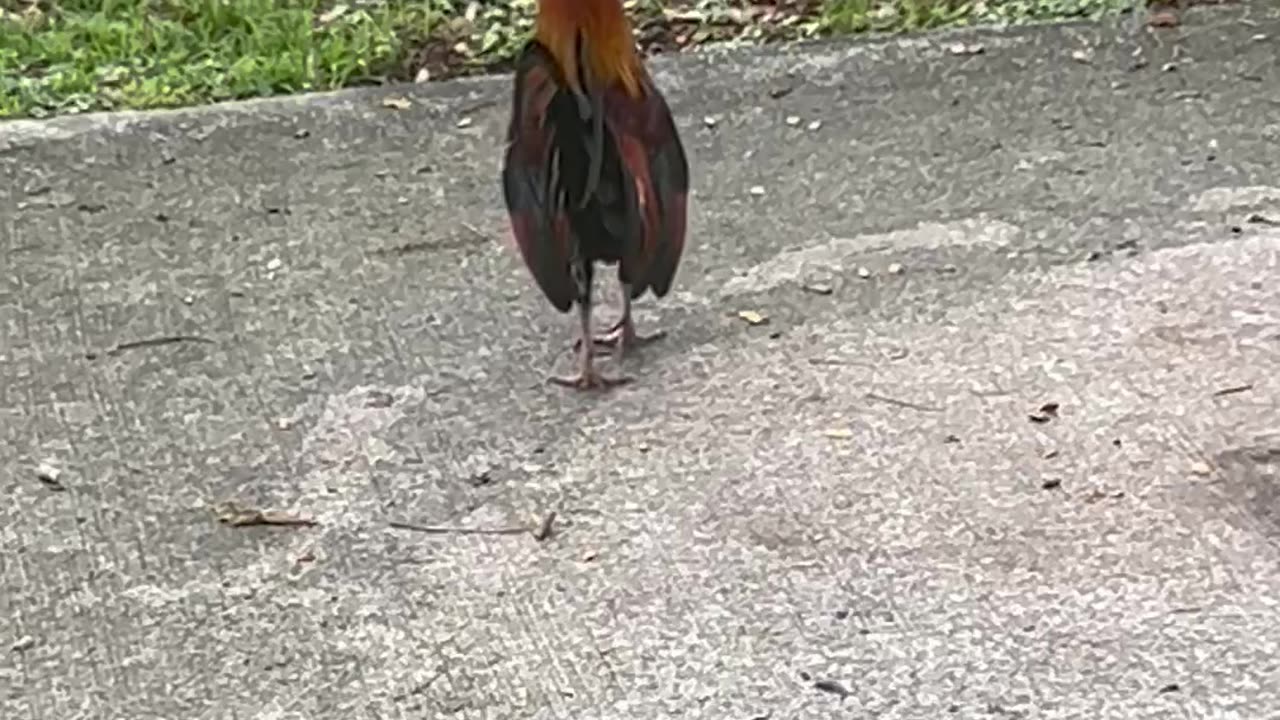 Funny Chickens