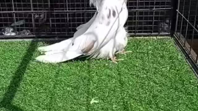 What is this bird name??