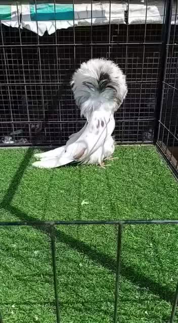 What is this bird name??