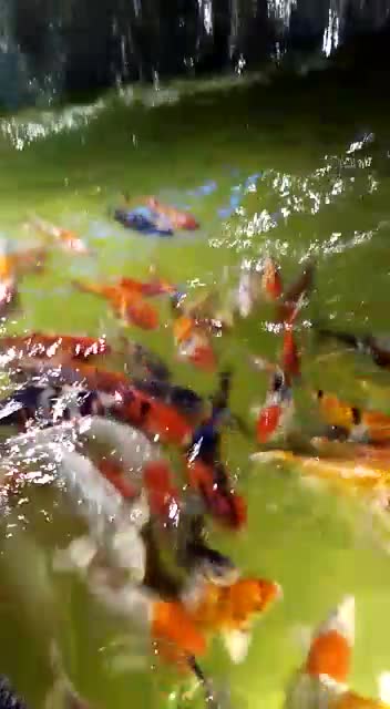 The beautiful of fish