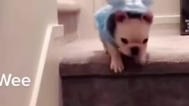 Latest version of the year|Look at these funny baby dogs|Interesting pet dogs and cats