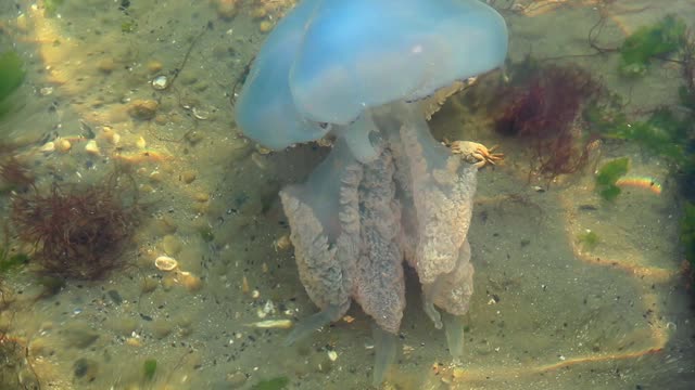 Jellyfish floating under the sea