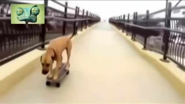 Funny. Dog on a Skateboard. (funny dog ​​on a skateboard)