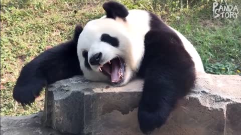 🐼 Panda Funny Moment Videos Compilation