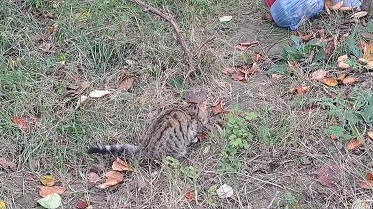 Cute cat eats chicken meat