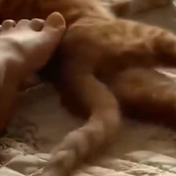 Cat Doesn't Wanna Get Disturbed | Funny Pets | Pets At Home