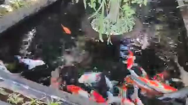 Koi fish pond (21)