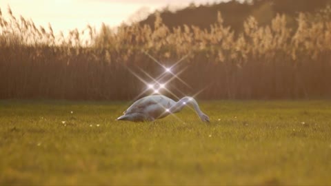 Glistening geese glistening in the dusk