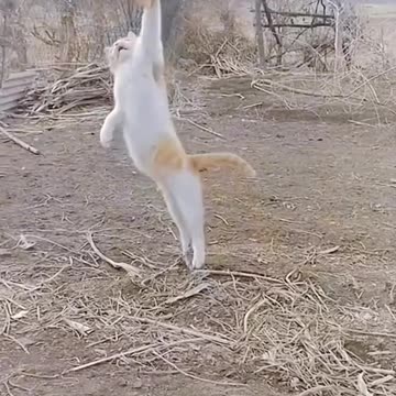 Stylish Super cat collection