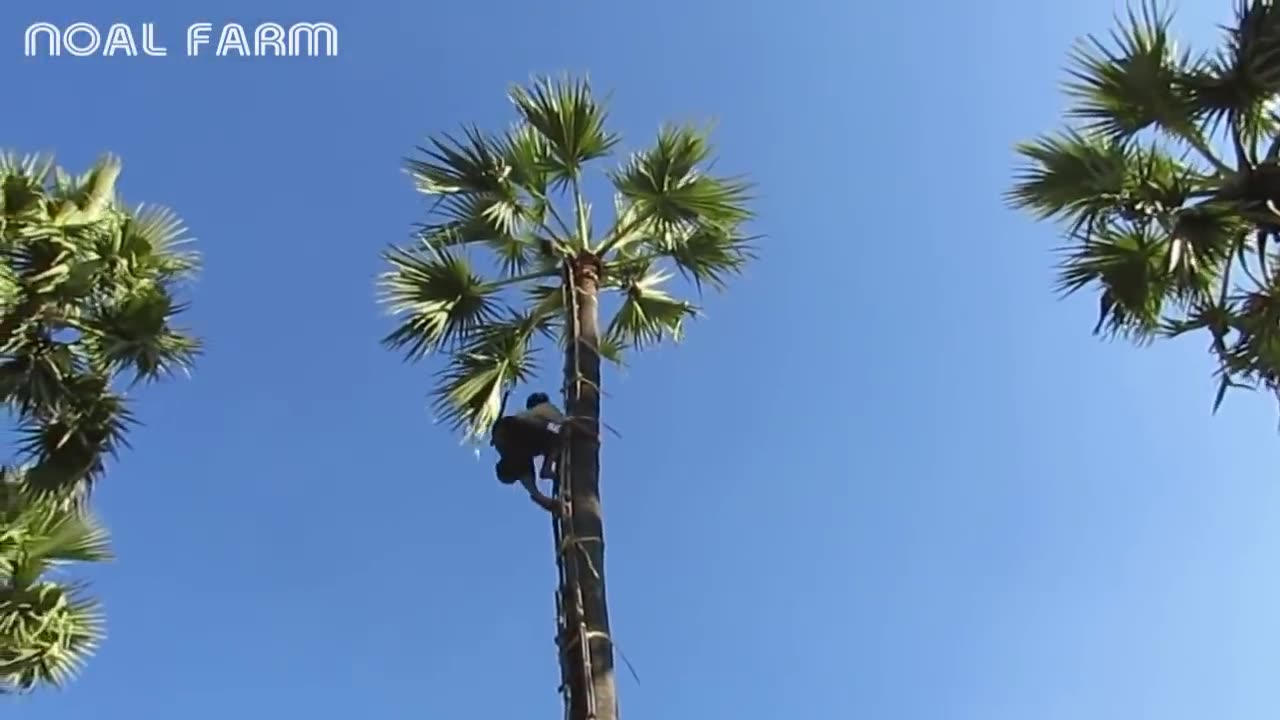 Toddy Palmyra Fruit Harvesting and Processing - India Agriculture Tradition - Palmyra Palm Jaggery