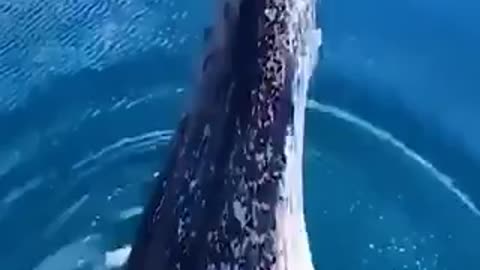 Unrealistic whale